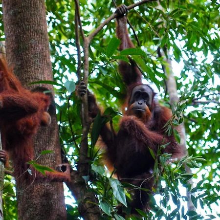 Sumatra Orangutan Discovery Villa Bukit Lawang Luaran gambar