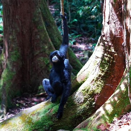 Sumatra Orangutan Discovery Villa Bukit Lawang Luaran gambar