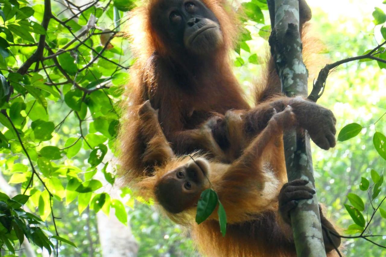 Sumatra Orangutan Discovery Villa Bukit Lawang Luaran gambar