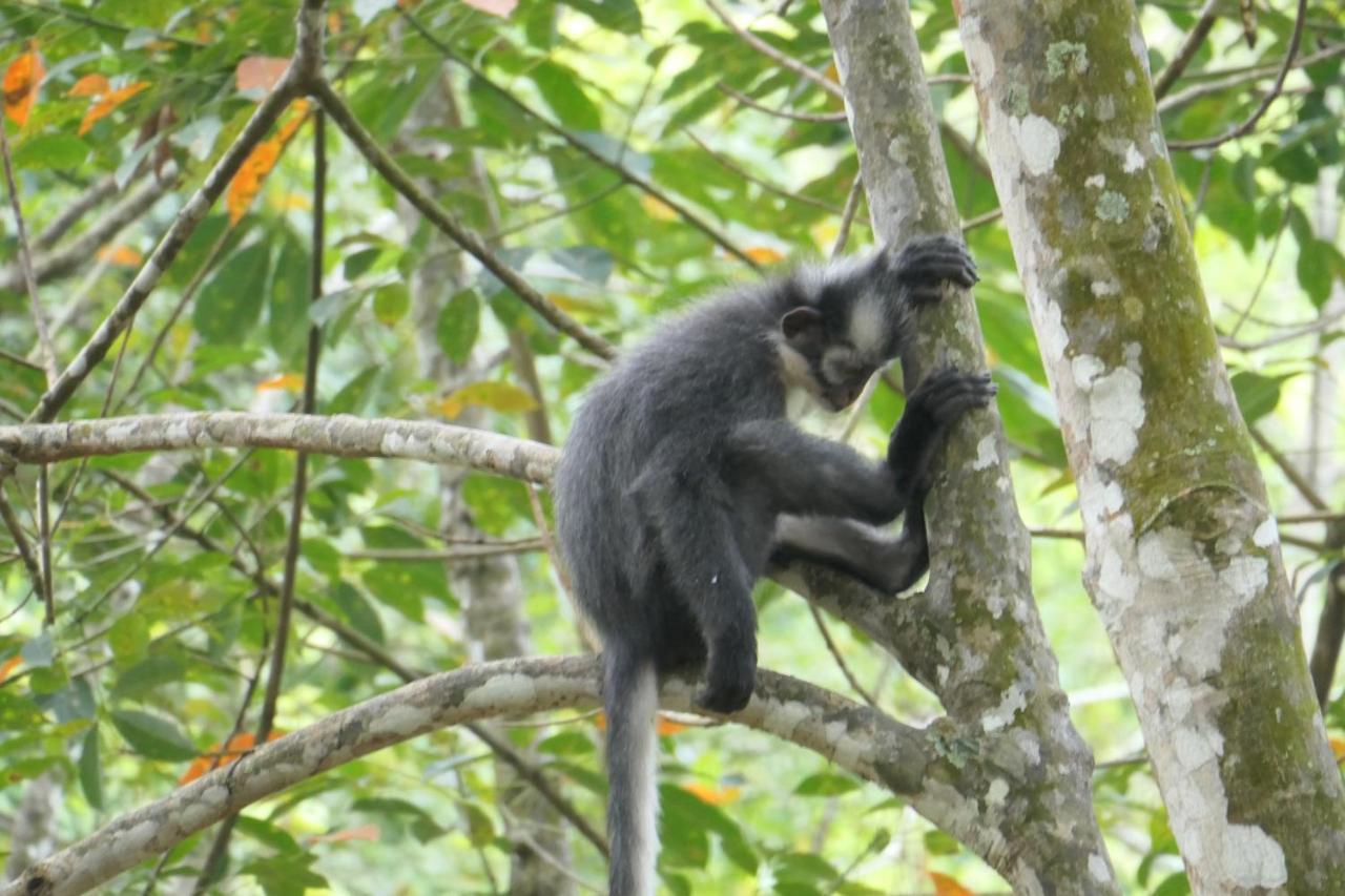 Sumatra Orangutan Discovery Villa Bukit Lawang Luaran gambar