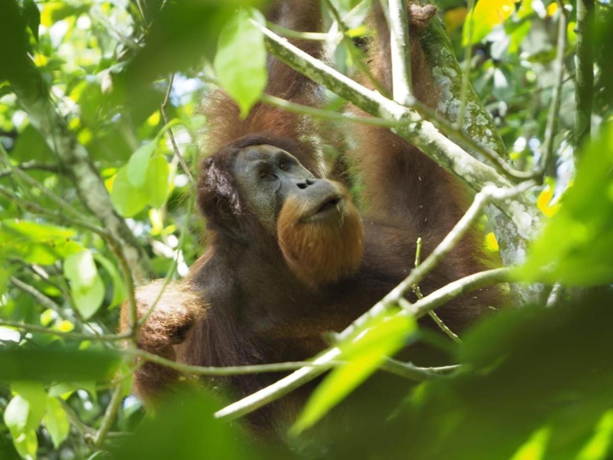 Sumatra Orangutan Discovery Villa Bukit Lawang Luaran gambar