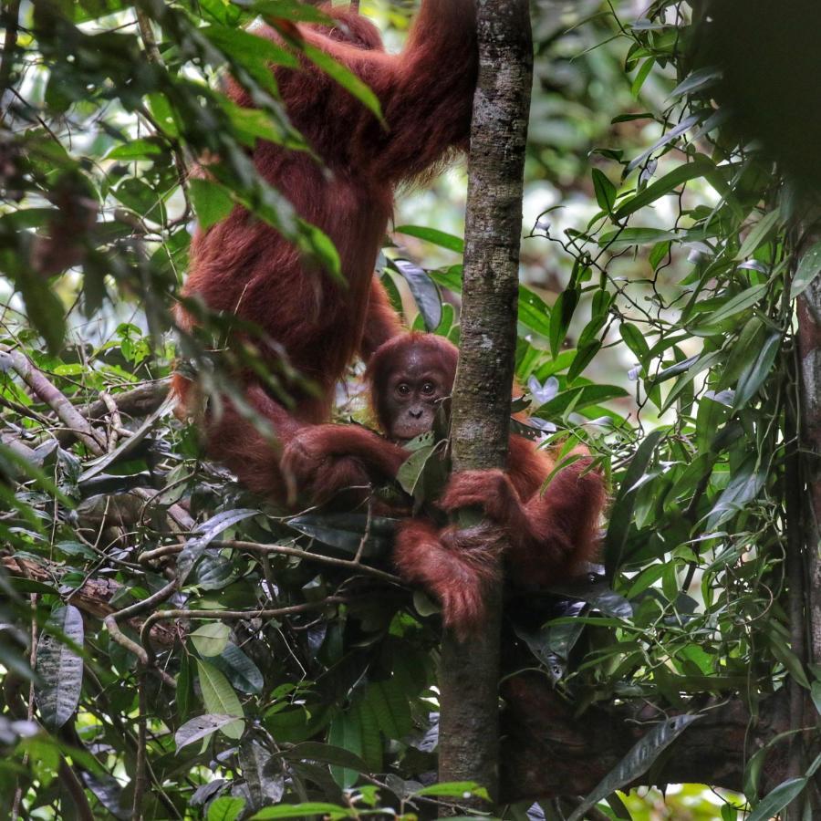 Sumatra Orangutan Discovery Villa Bukit Lawang Luaran gambar