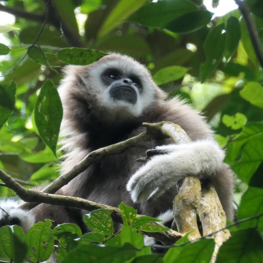 Sumatra Orangutan Discovery Villa Bukit Lawang Luaran gambar