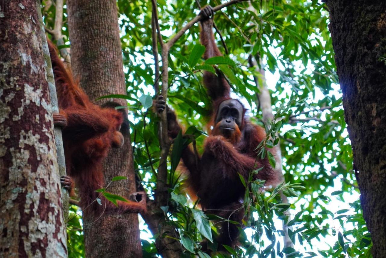 Sumatra Orangutan Discovery Villa Bukit Lawang Luaran gambar