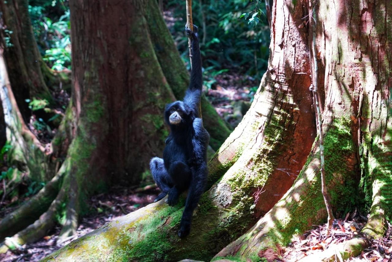 Sumatra Orangutan Discovery Villa Bukit Lawang Luaran gambar